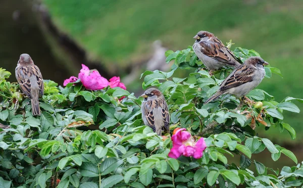 Vrabců sedí na zelený keř — Stock fotografie