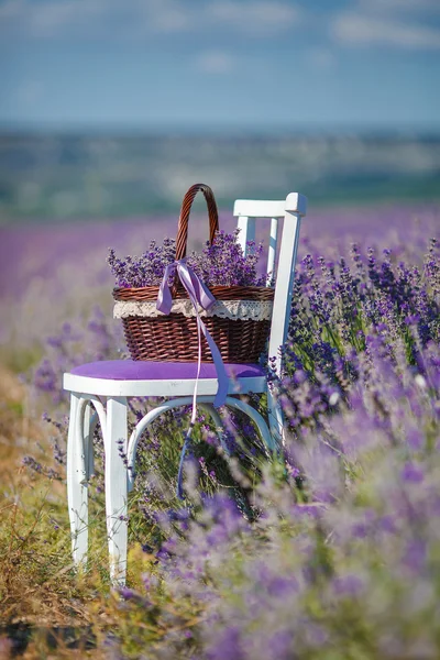 Flor fragante lavanda en una canasta en un campo de lavanda —  Fotos de Stock