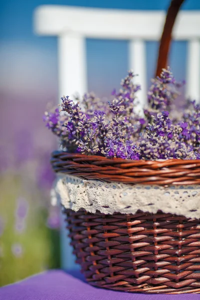 Fragrant blooming lavender in a basket on a lavender field — Stock Photo, Image