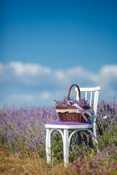 Fragrant blooming lavender in a basket on a lavender field — Stock Photo, Image