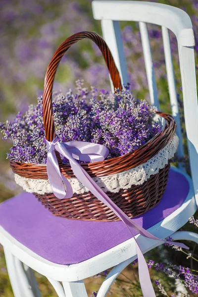 Fragrant blooming lavender in a basket on a lavender field — Stock Photo, Image
