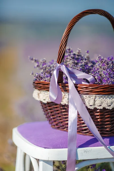 Fragrant blooming lavender in a basket on a lavender field — Stock Photo, Image