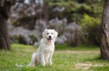 White Labrador in the summer park