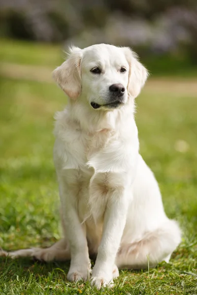 White Labrador in the summer park — Zdjęcie stockowe