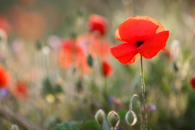 Kır çiçekleri kırmızı gelincik