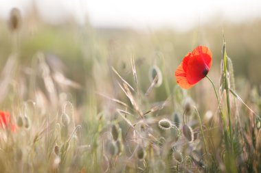 Kır çiçekleri kırmızı gelincik