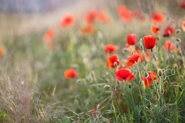 Wild flowers of the red poppy — Stock Photo, Image