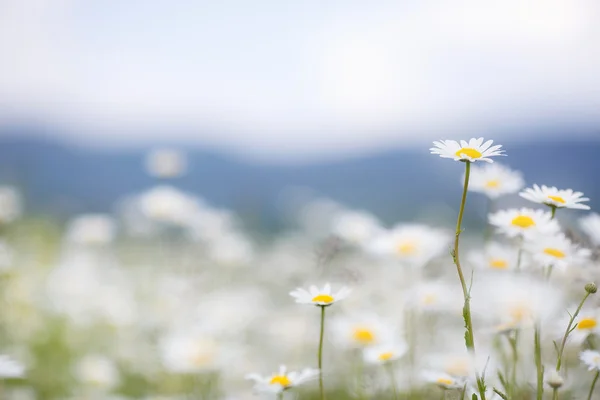 Kvetoucí daisies počátkem léta. — Stock fotografie