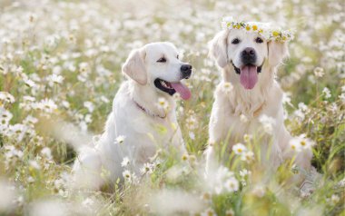 Çiçek çayırında iki genç Golden Retriever.