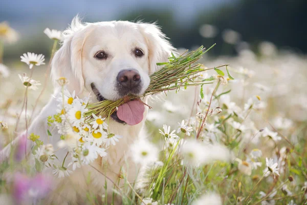 Golden Retriever di padang rumput gunung yang subur — Stok Foto