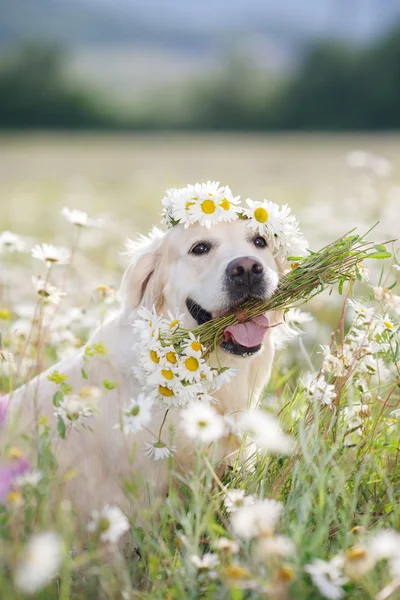 Golden Retriever en un exuberante prado de montaña — Foto de Stock