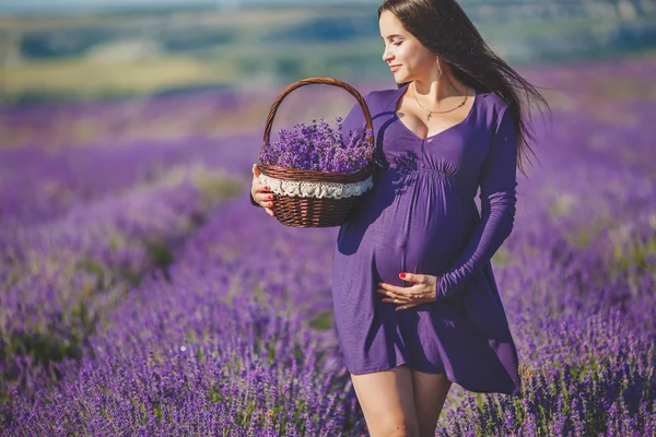 Беременная женщина наслаждается цветом лаванды — стоковое фото