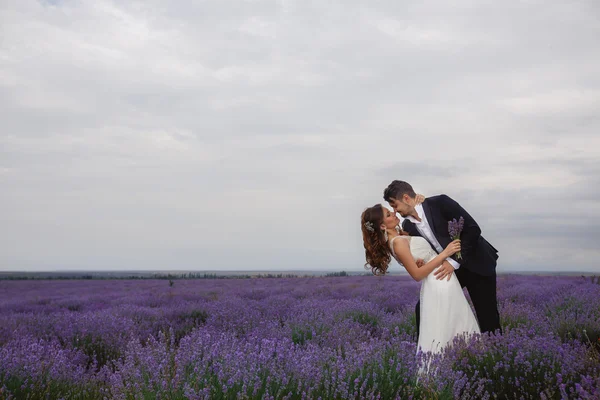 Hochzeit Lavendelfeld. — Stockfoto