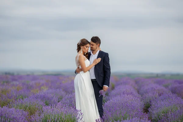 Campo de lavanda de casamento . — Fotografia de Stock