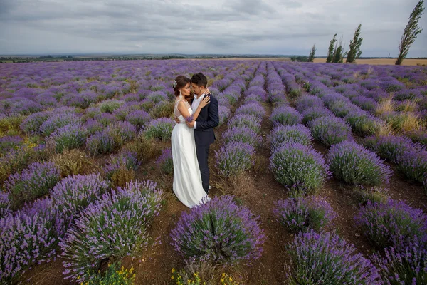 結婚式のラベンダー畑. — ストック写真