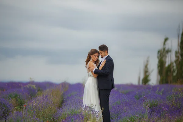 Wedding lavender field. Stock Image