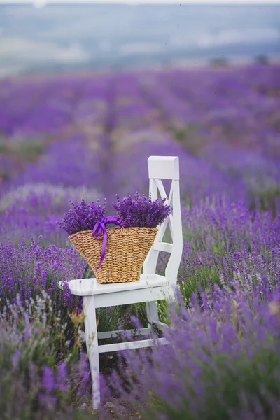 Flor fragante lavanda en una canasta en un campo de lavanda . —  Fotos de Stock