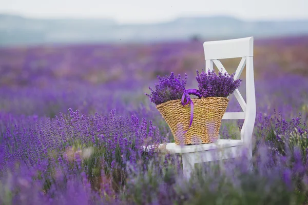Fragrant blooming lavender in a basket on a lavender field.
