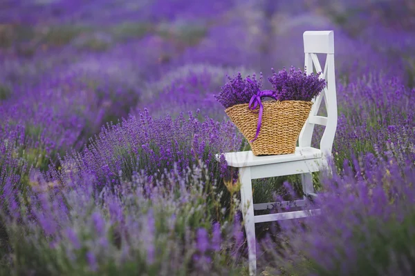 Flor fragante lavanda en una canasta en un campo de lavanda . —  Fotos de Stock