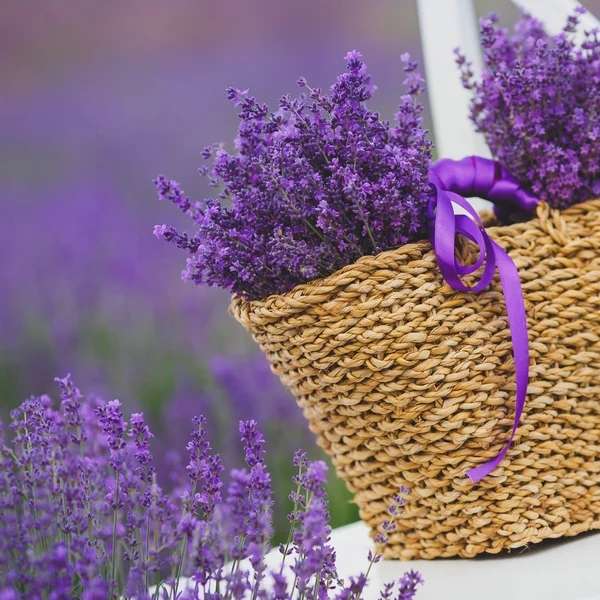 Lavanda florescente fragrante em uma cesta em um campo de lavanda . — Fotografia de Stock