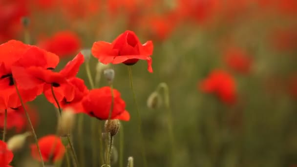 Red poppy field in morning mist — Stock Video