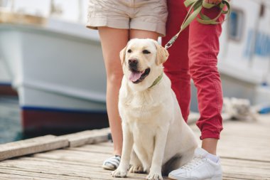 Bir yürüyüş ile onların mülkiyet beyaz labrador