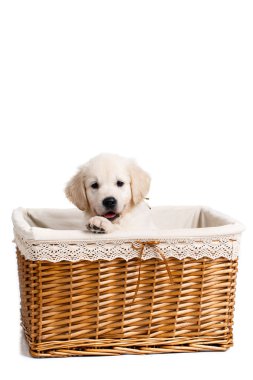 Puppy white Labrador posing in a wicker basket