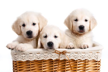 Three white Labrador puppy in a wicker basket