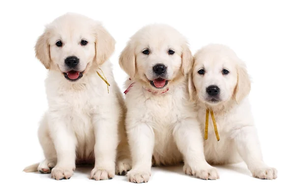 Three white Labrador puppy on white background — Stock Fotó