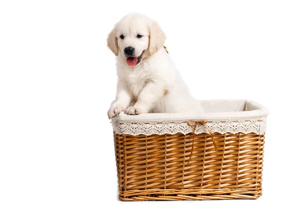 Puppy white Labrador posing in a wicker basket — Stok fotoğraf