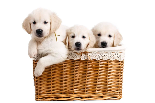 Three white Labrador puppy in a wicker basket — Φωτογραφία Αρχείου