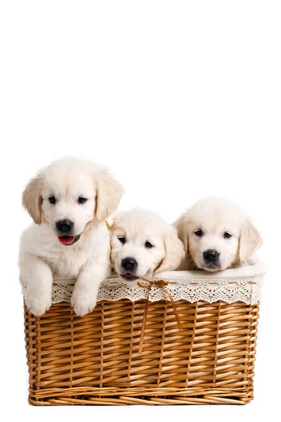 Tres cachorros Labrador blancos en una canasta de mimbre — Foto de Stock