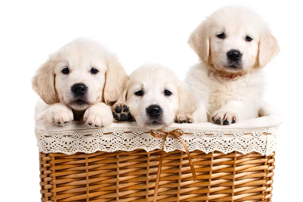 Three white Labrador puppy in a wicker basket — 스톡 사진