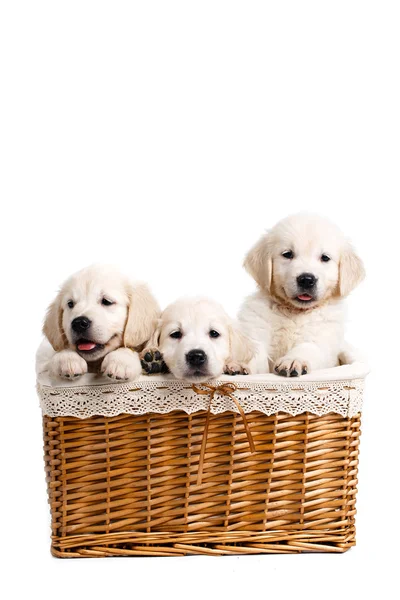 Tres cachorros Labrador blancos en una canasta de mimbre —  Fotos de Stock