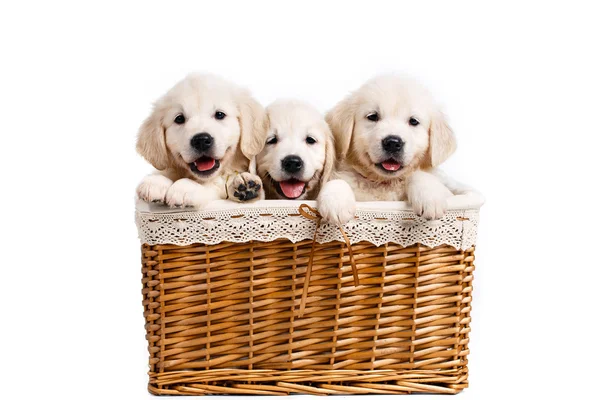 Three white Labrador puppy in a wicker basket — Φωτογραφία Αρχείου