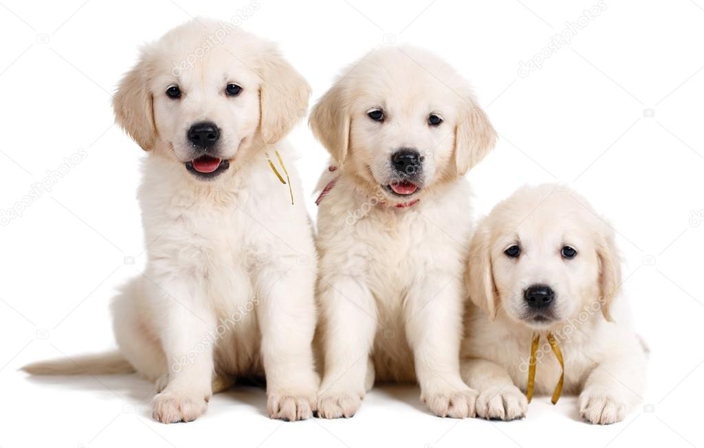 Three white Labrador puppy on white background Stock Photo by