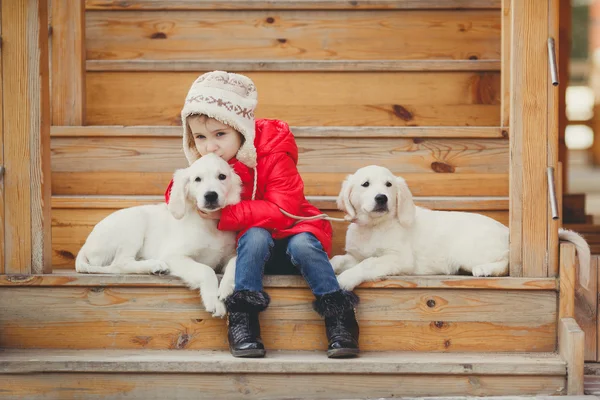 En liten flicka med två valp Golden Retriever. — Stockfoto