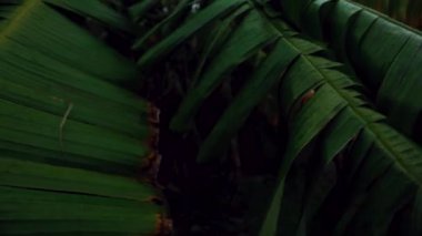 Ağaçların yaprakları, orman sesleri, rüzgar yağmuru ve kuşların şakıması, rahatlatıcı ortam videosu.