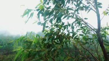 Ağaçların yaprakları, orman sesleri, rüzgar yağmuru ve kuşların şakıması, rahatlatıcı ortam videosu.