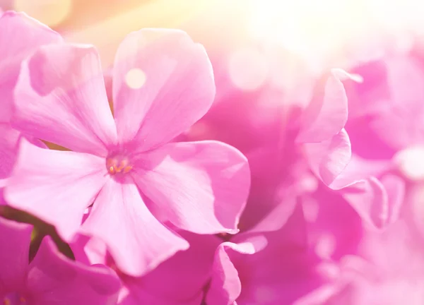 Phlox Blume Hintergrund — Stockfoto