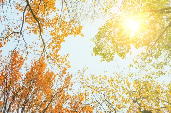 Bunte Herbstblätter — Stockfoto