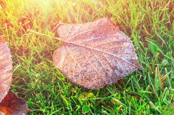 Hojas de otoño sobre hierba —  Fotos de Stock