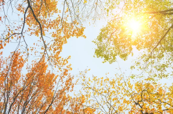 Kleurrijke herfstbladeren — Stockfoto