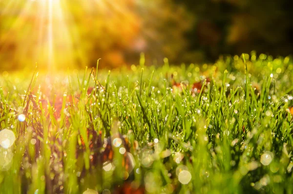 Autumn leaves on grass — Stock Photo, Image