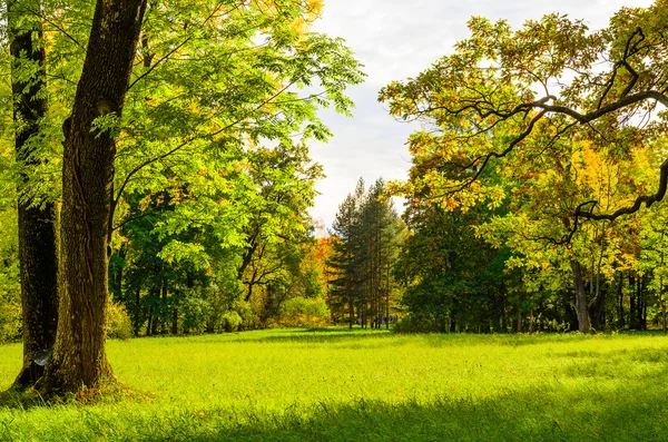 Kleurrijke herfst park — Stockfoto