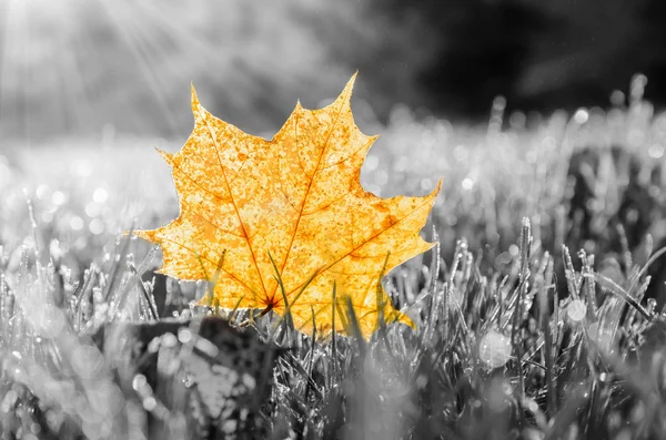 Herfstbladeren op gras — Stockfoto