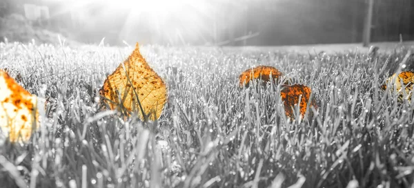 Autumn leaves on grass — Stock Photo, Image