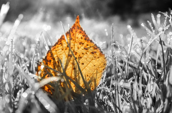 Feuilles d'automne sur herbe — Photo