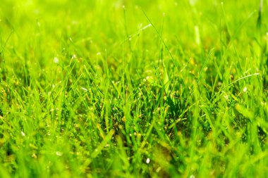 Çimlerde sonbahar yaprakları