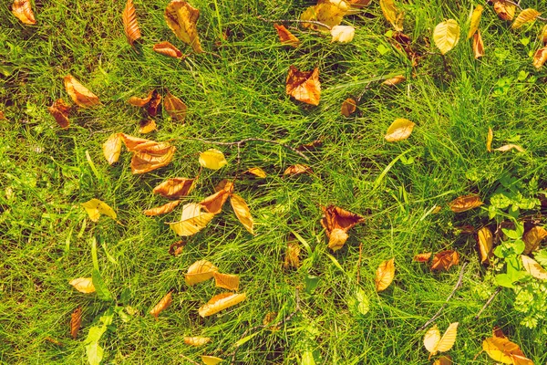 Foglie autunnali sull'erba — Foto Stock